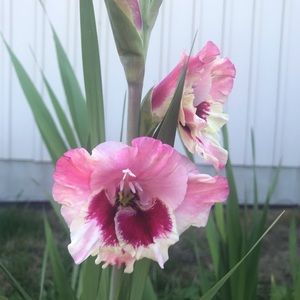 Meet your Posher, Aimee